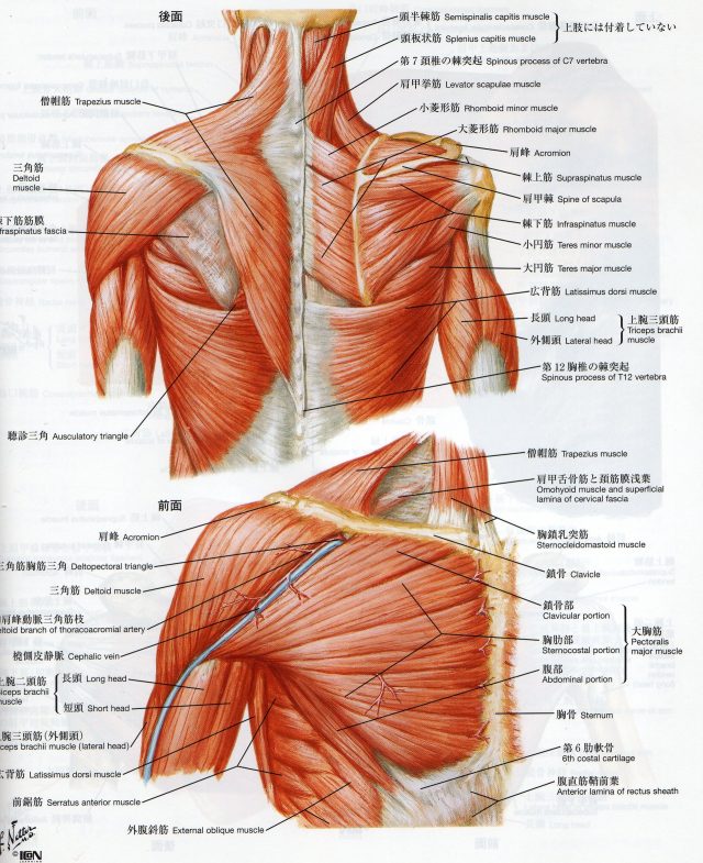 肩の筋肉の画像